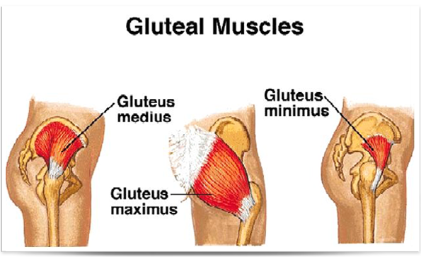 gluteal muscles