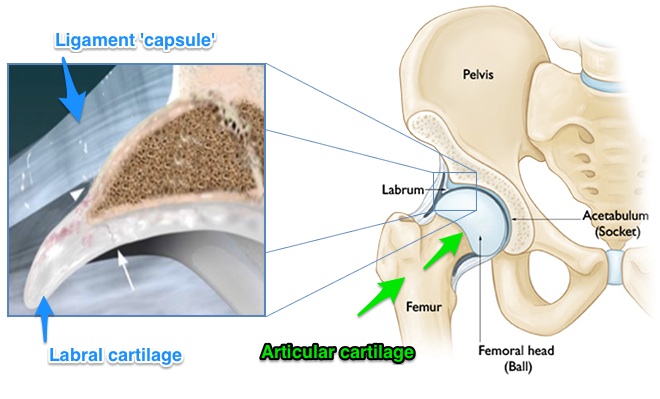 two types of cartilage